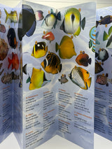 Fish and Flowers of Hawaii