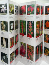 Fish and Flowers of Hawaii